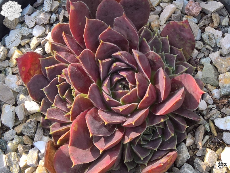 Korspelse Jidaza / Jovi