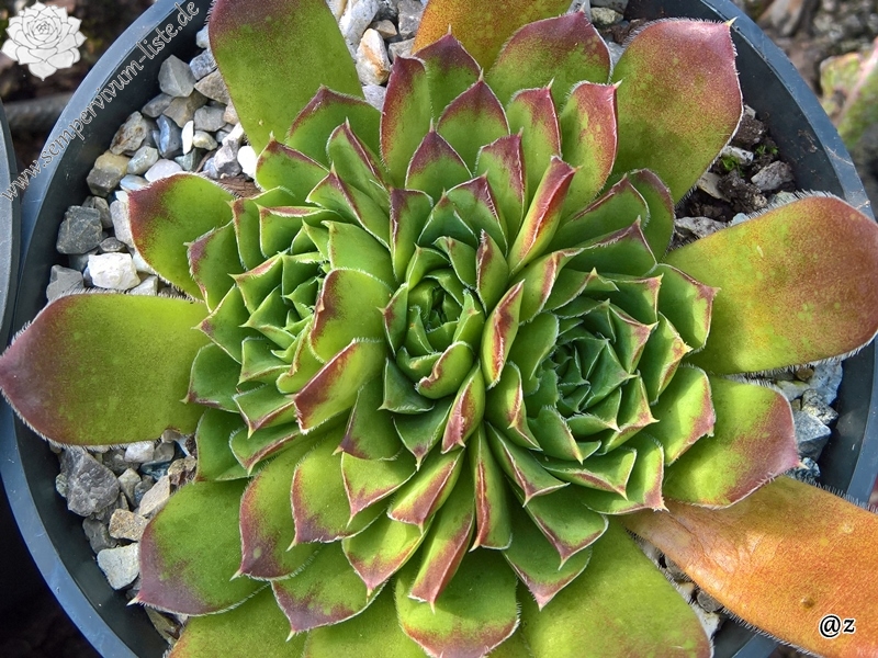 Korspelse Lipaz / Jovi