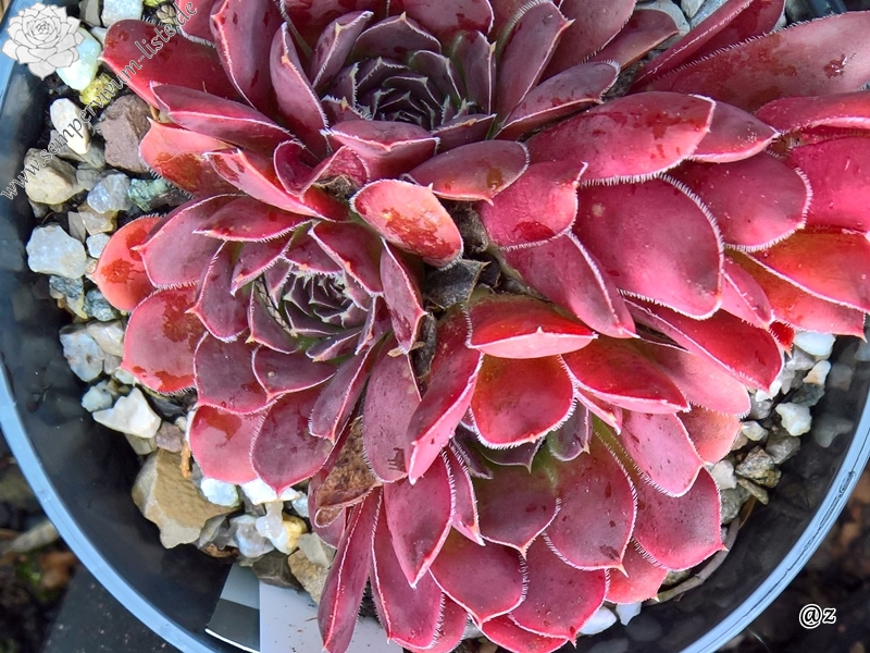 Korspelse Zilpa / Jovi