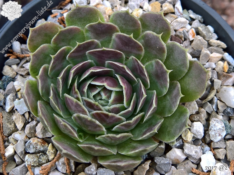 Lisa Schwaldt / Jovi