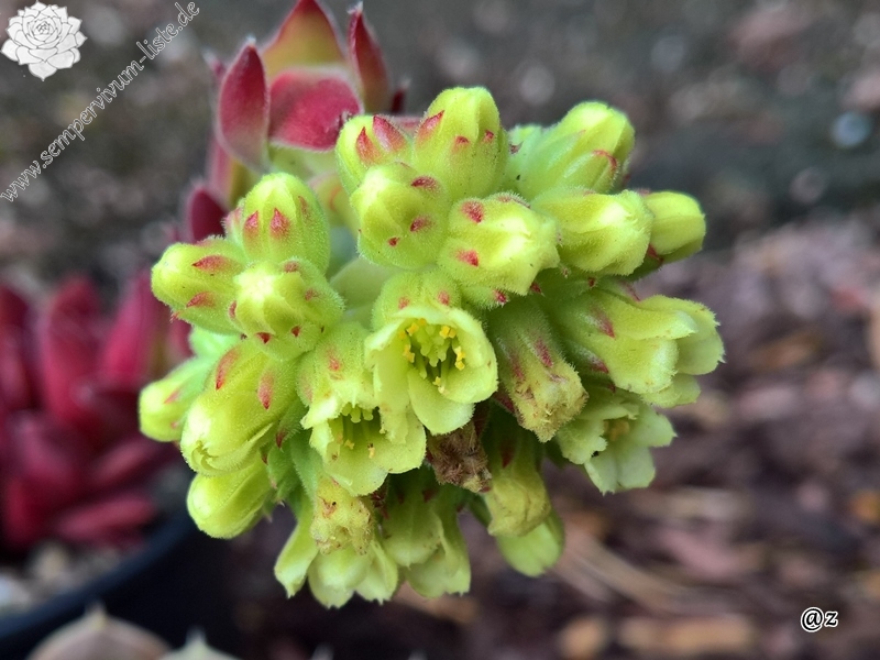 Korspelse Zilpa / Jovi