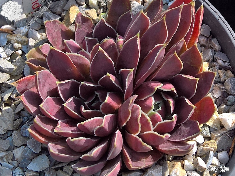 Korspel Candy Appel / Jovi