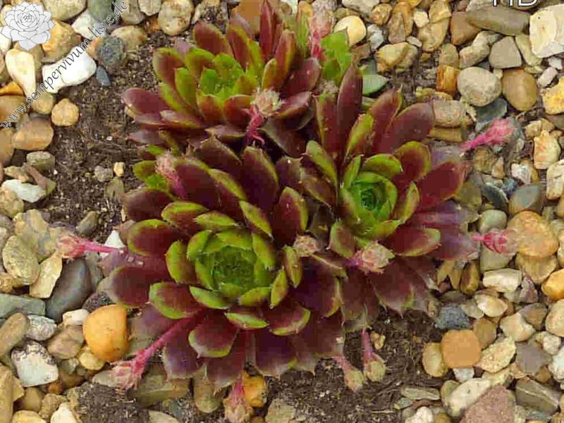 Korspelse Mega Mindy