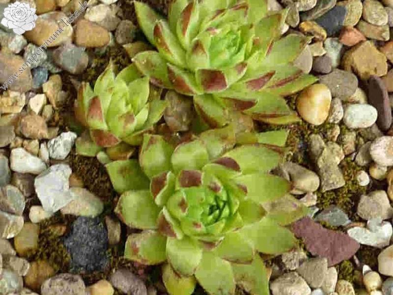 Korspelse Zenne