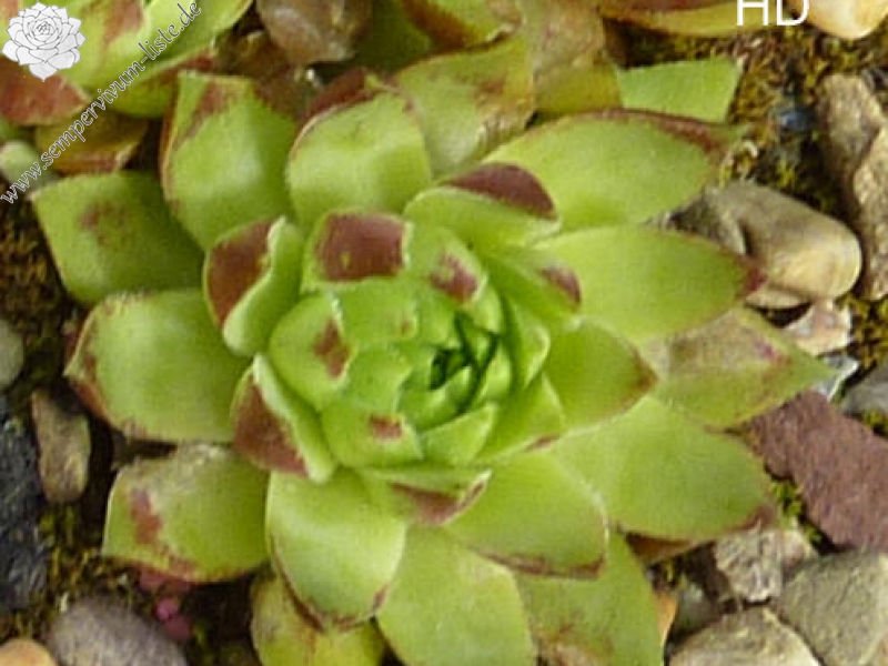 Korspelse Zenne