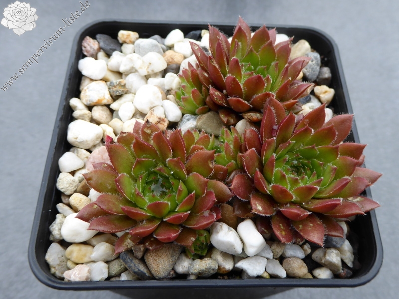 Korspelse Mega Mindy