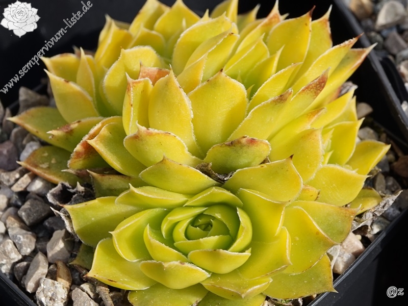 Lemon Queen / Jovi