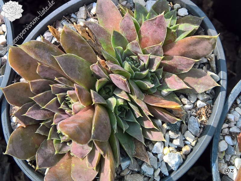 Korspelse Riwana / Jovi