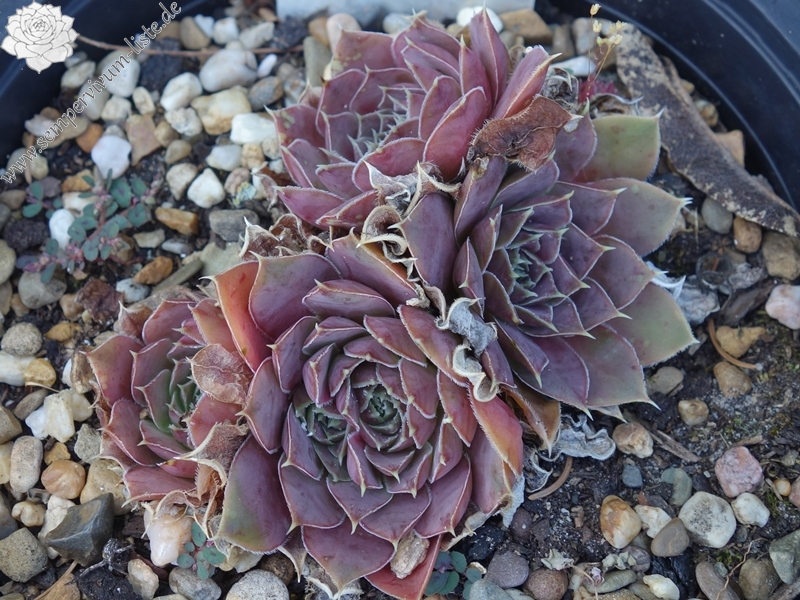 Korspelse Riwana / Jovi