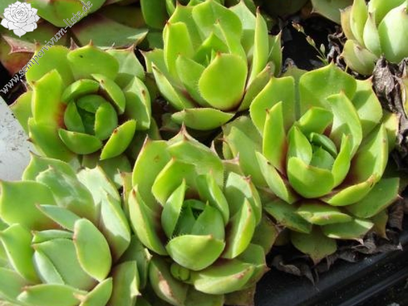 wulfenii from Berninapass