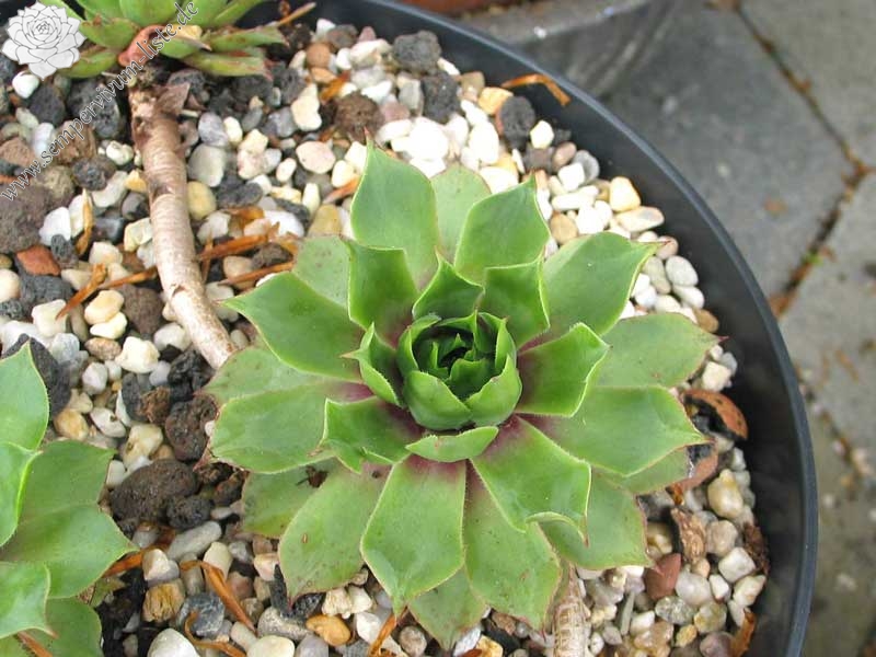 wulfenii from Berninapass