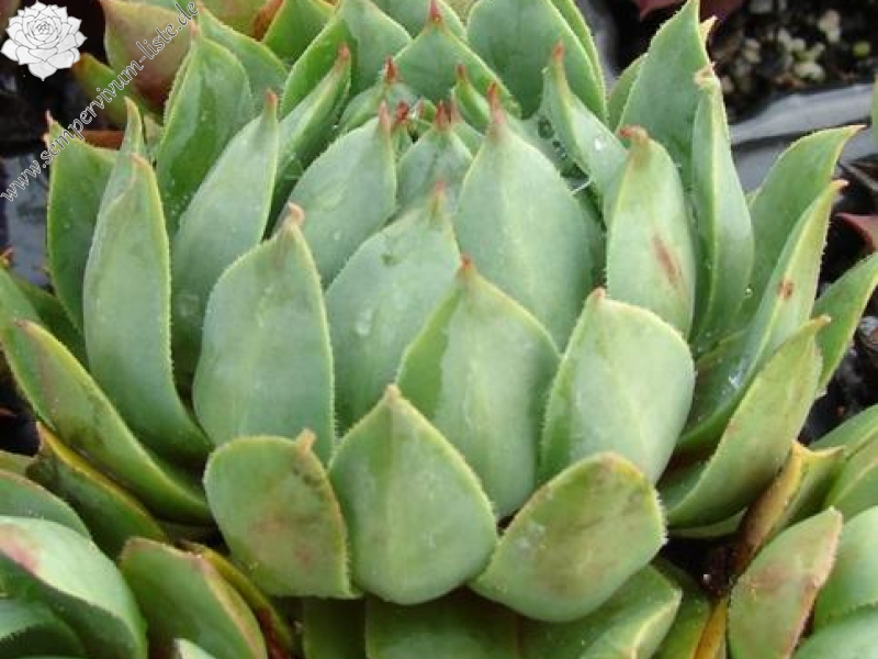 wulfenii (Typ PH1198)