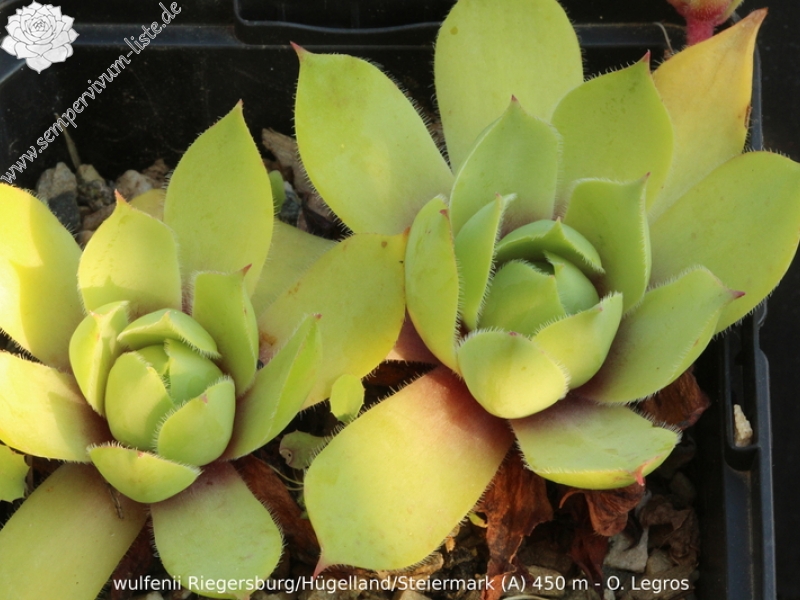 wulfenii from Riegersburg