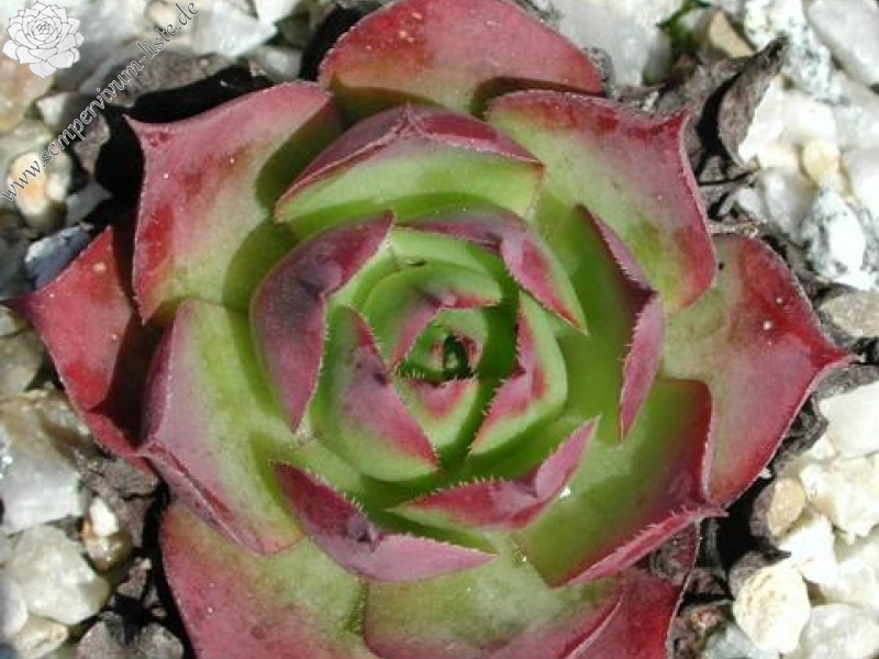 wulfenii from Speiereck