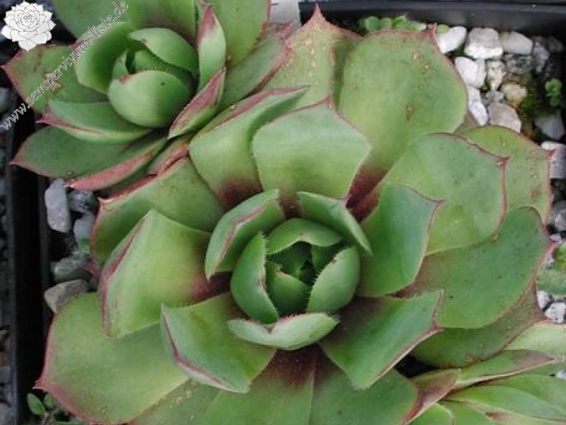 wulfenii from Speiereck