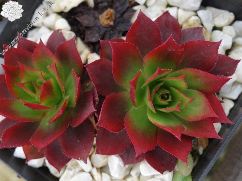 wulfenii from Stileck, Nockberge