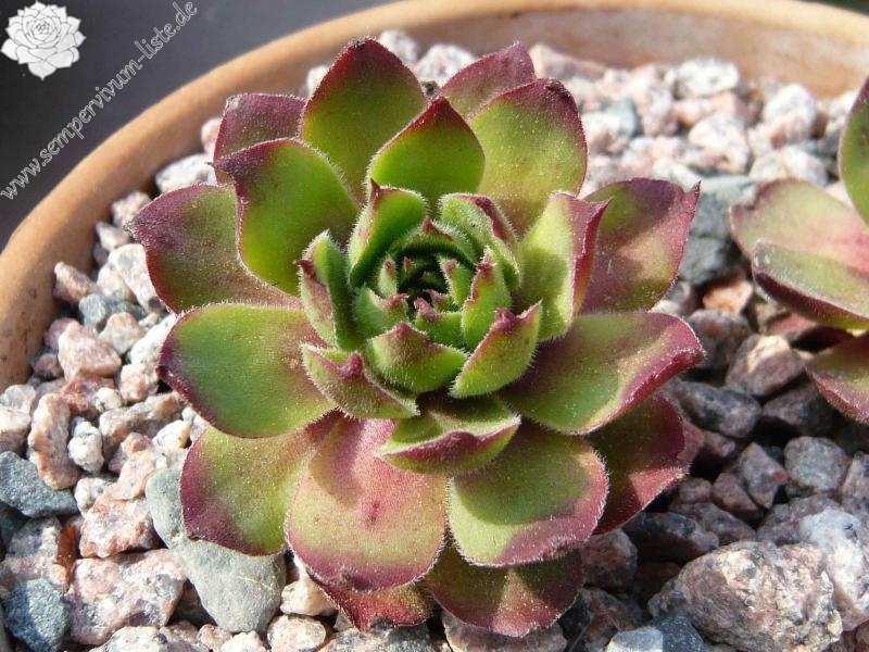 wulfenii ssp. juvanii