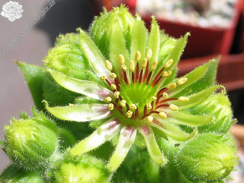 wulfenii ssp. juvanii