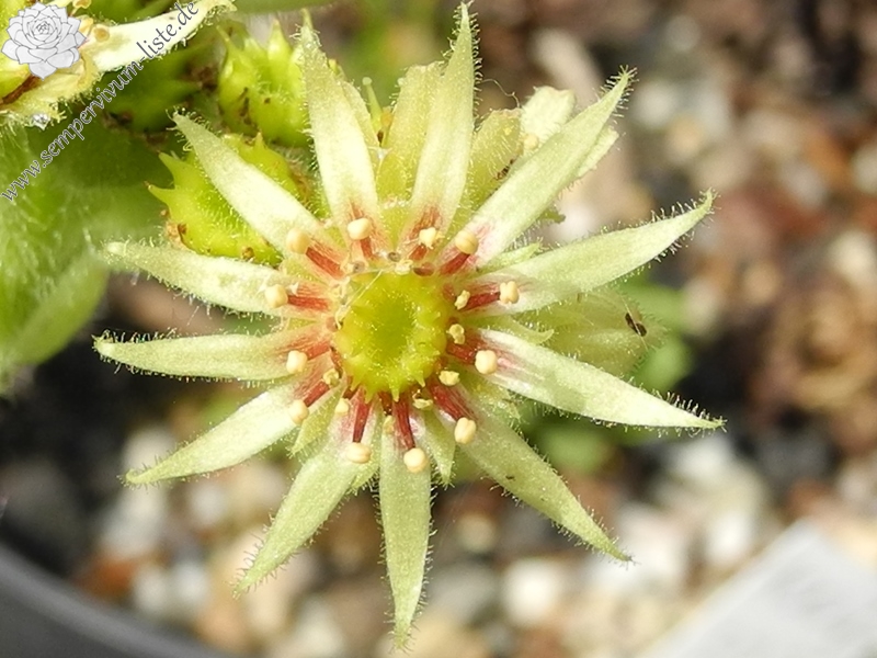 wulfenii from Speiereck