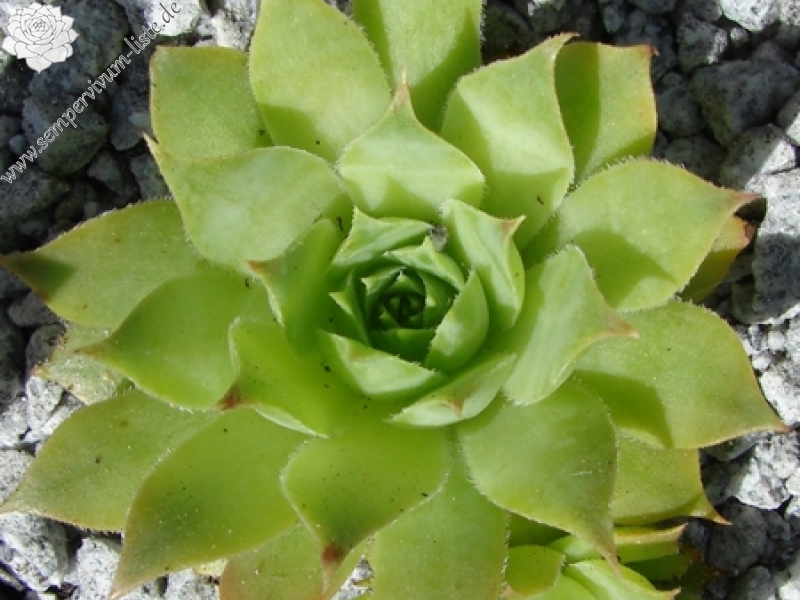 Lime Frost