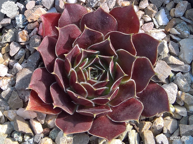 Korspel Foggy Dew / Jovi