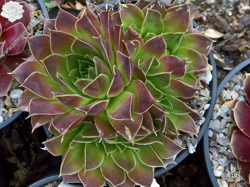 Korspelse Tagga / Jovi