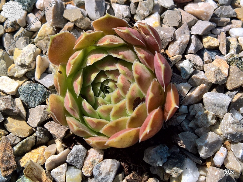 Korspelse Pronica / Jovi