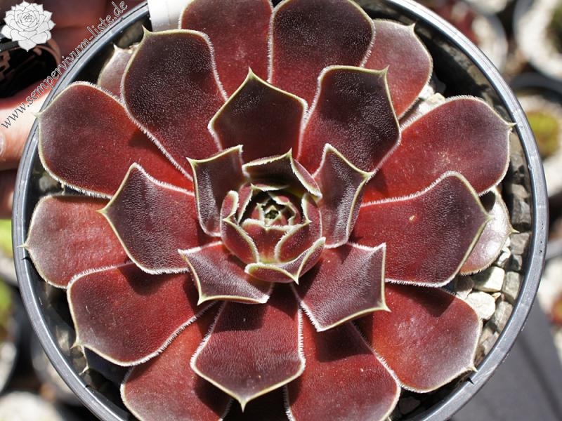 Korspel Foggy Dew / Jovi