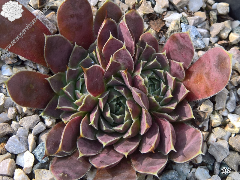 Korspelse Pronica / Jovi