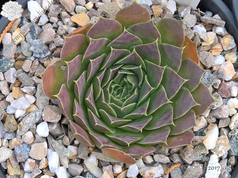 Korspelse Tagga / Jovi