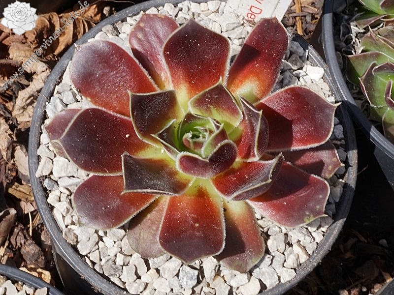 Korspel Foggy Dew / Jovi