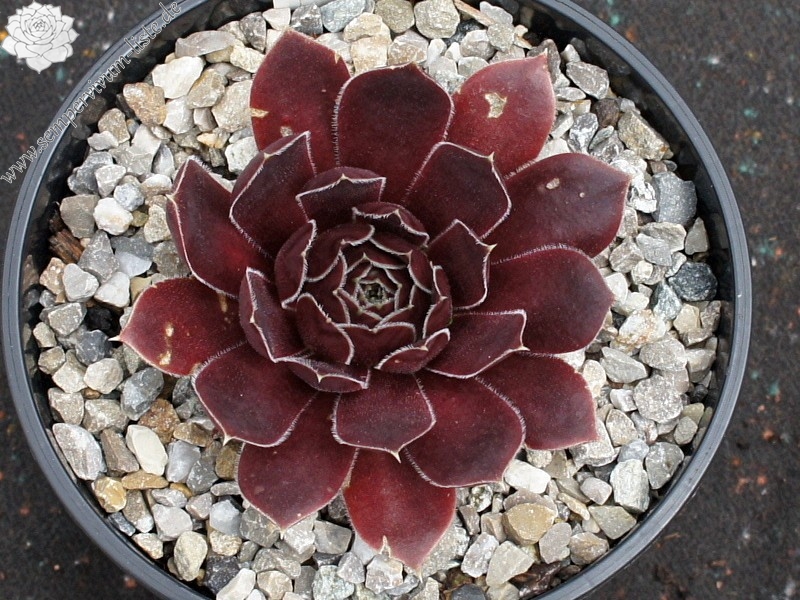 Korspel Foggy Dew / Jovi