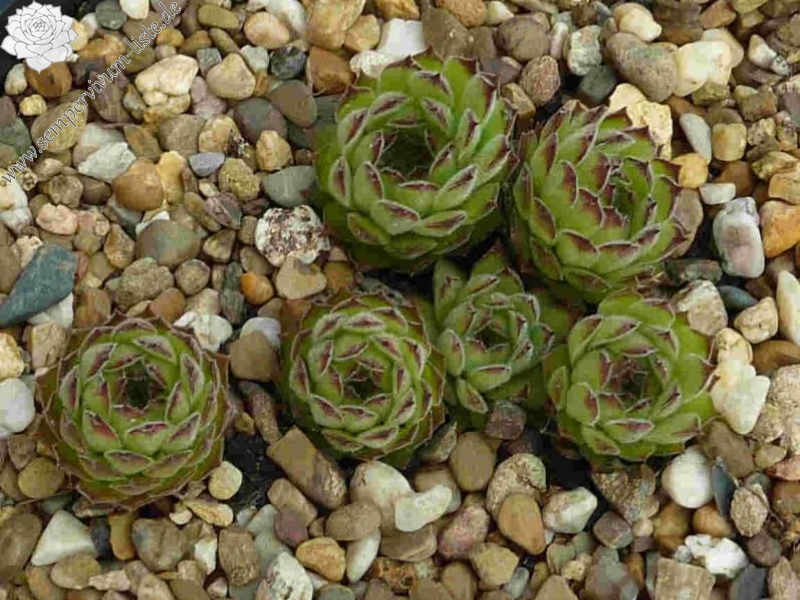 Korspelse Leosa