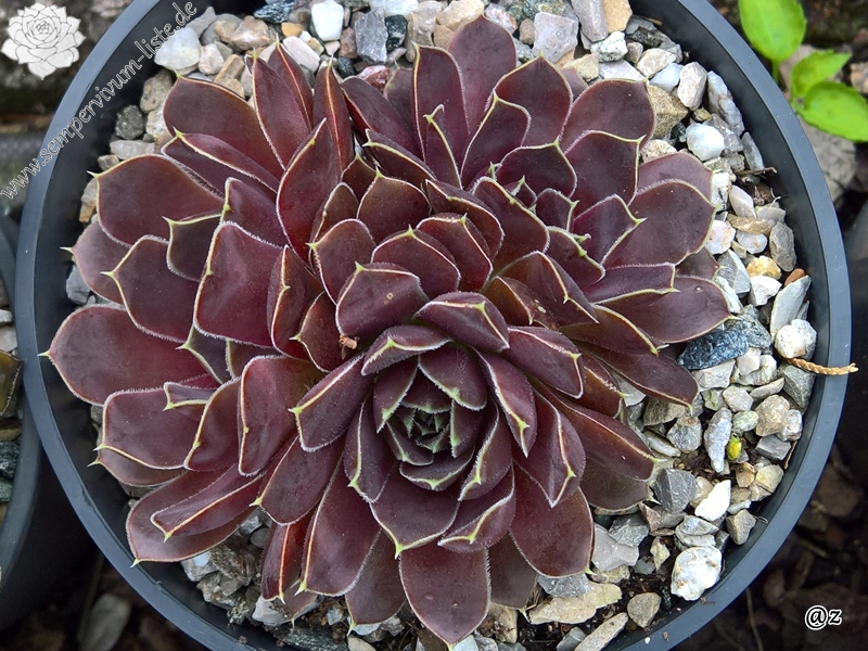 Korspelse Rakefete / Jovi