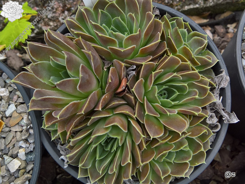 Korspelse Swetlana / Jovi