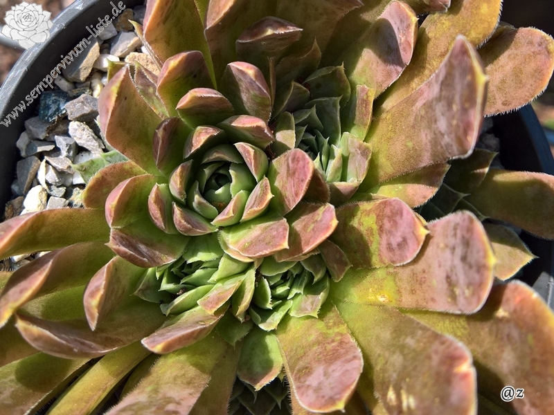 Korspelse Swetlana / Jovi