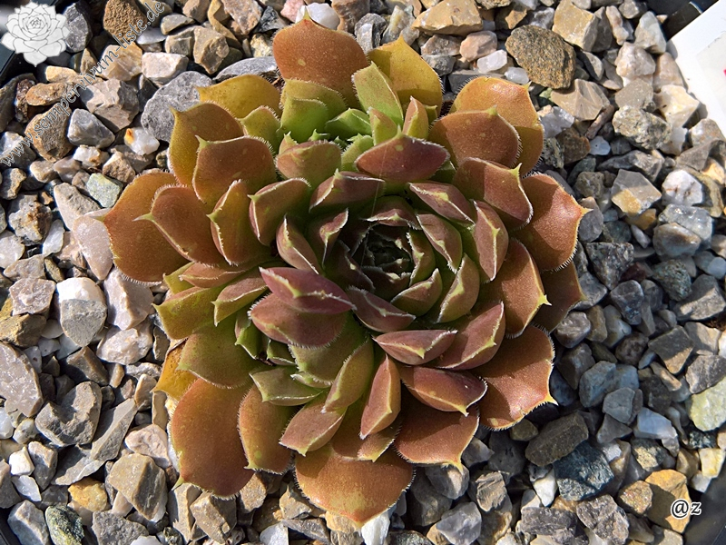 Korspelse Varpu / Jovi