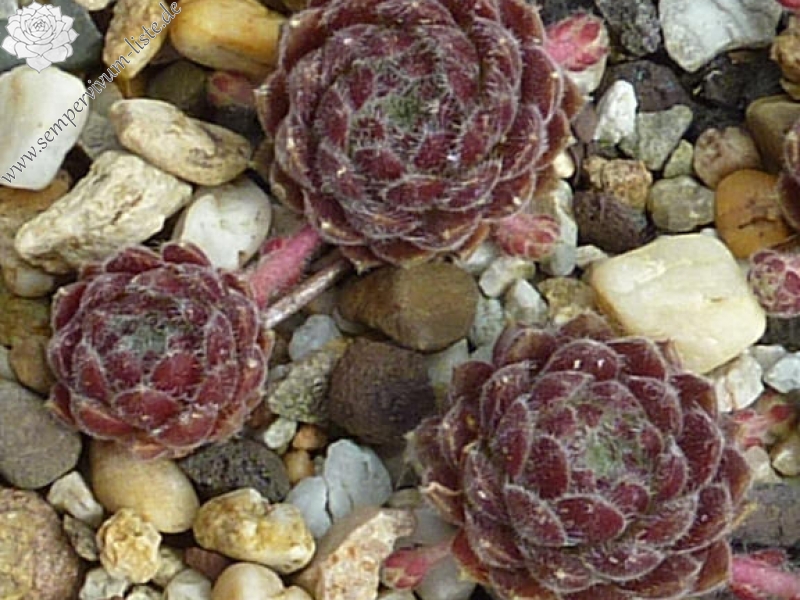 Korspelse Taro