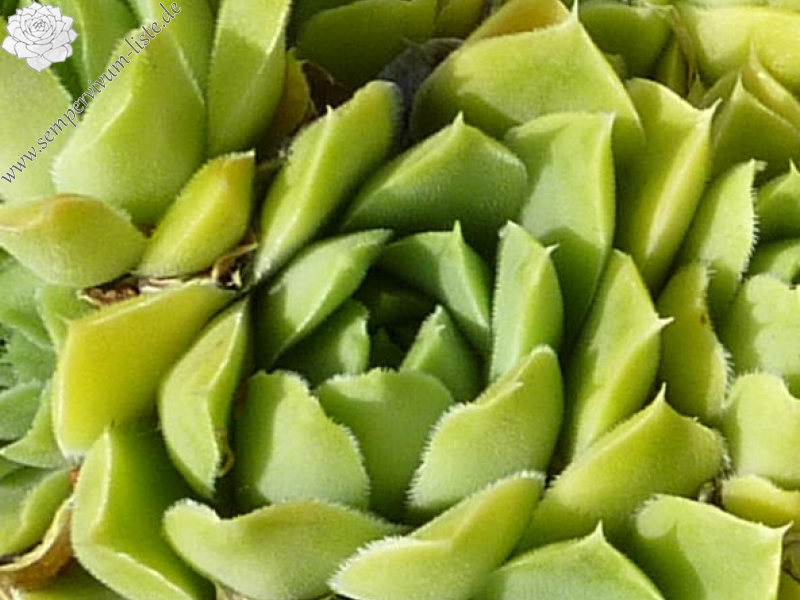 La Campanella / Jovi