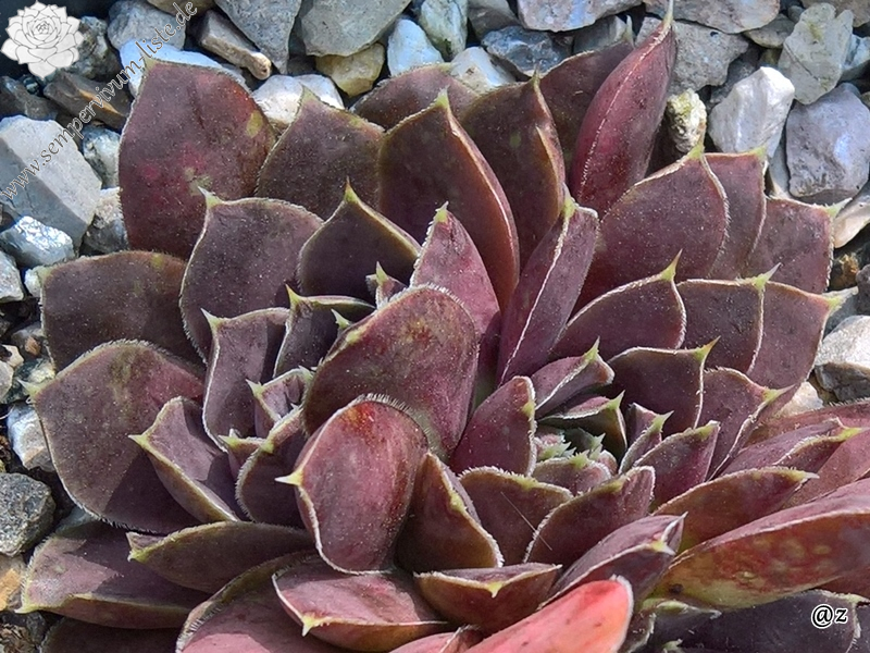 Korspelse Rakefete / Jovi