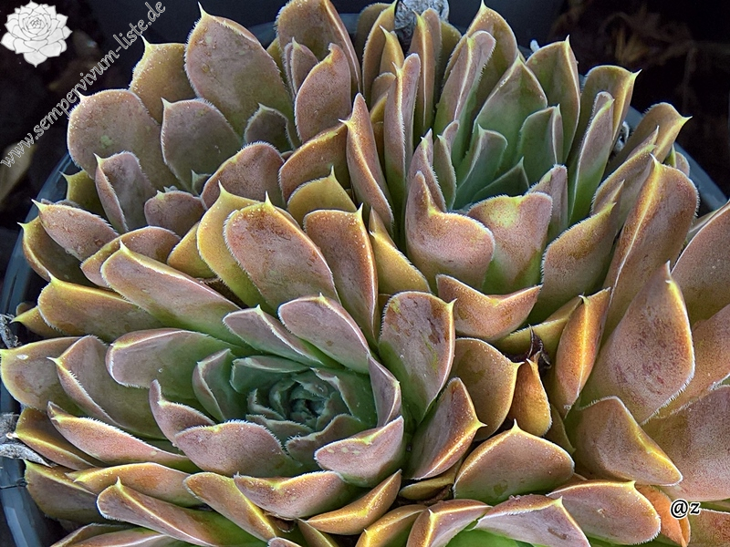 Korspelse Swetlana / Jovi