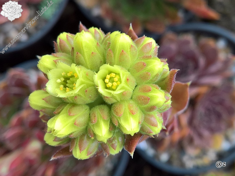 Korspelse Rakefete / Jovi