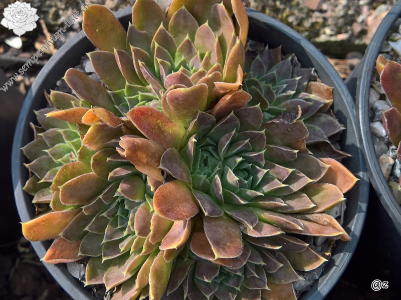 Korspelse Swetlana / Jovi