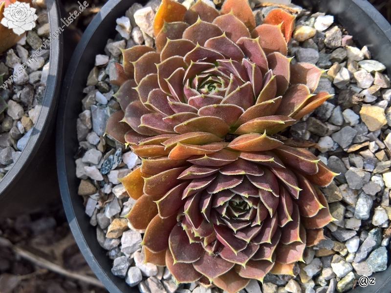 Korspelse Varpu / Jovi