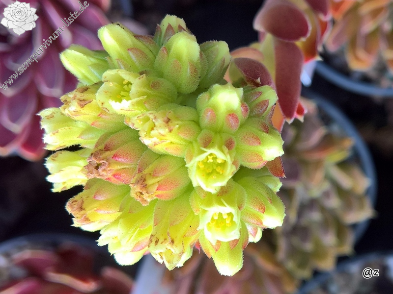 Korspelse Varpu / Jovi