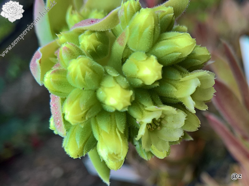 Korspelse Swetlana / Jovi