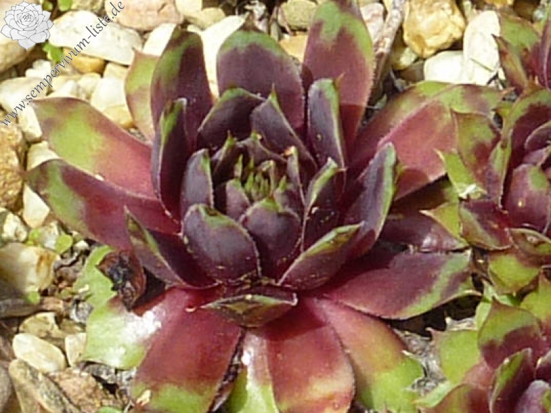 Lindsey