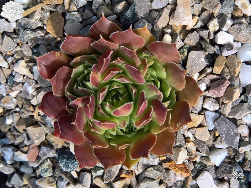 Korspelse Malkit / Jovi