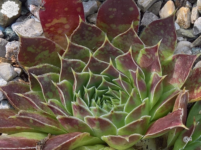 Korspelse Malkit / Jovi