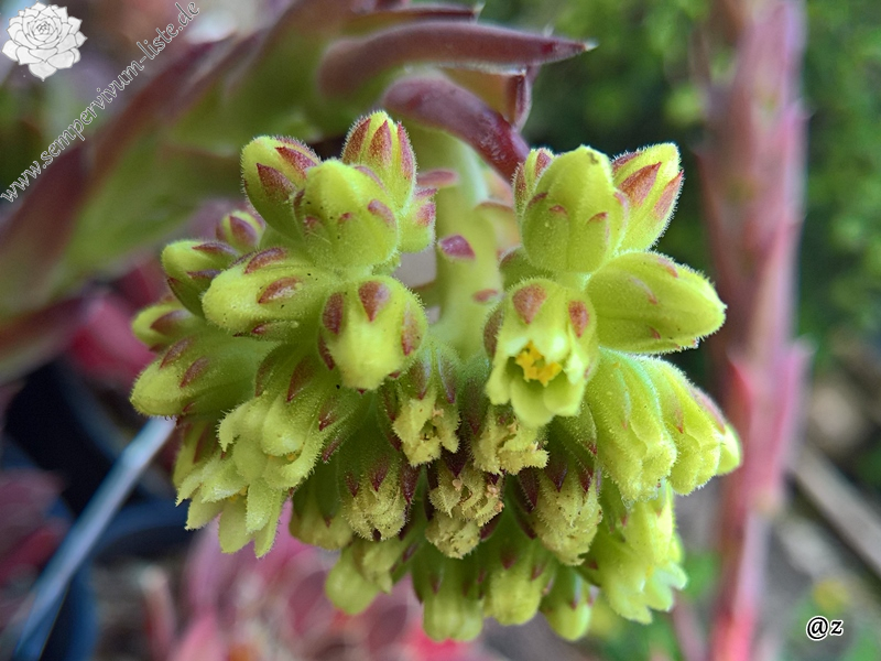 Korspelse Malkit / Jovi